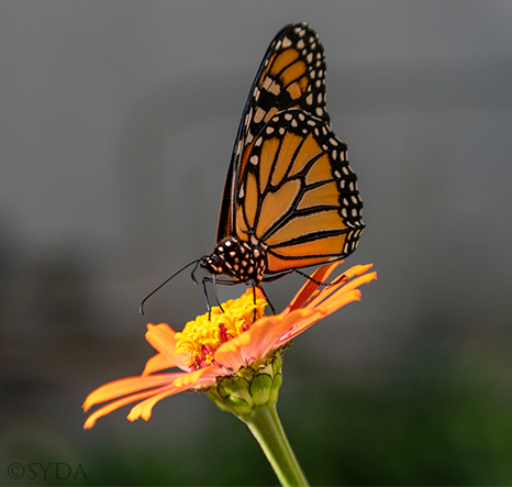 Butterfly alighting on flower